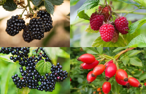 Here are 4 common wild berries or fruits